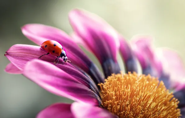 Flower, macro, ladybug, beetle, petals