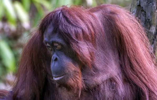 Nature, background, monkey