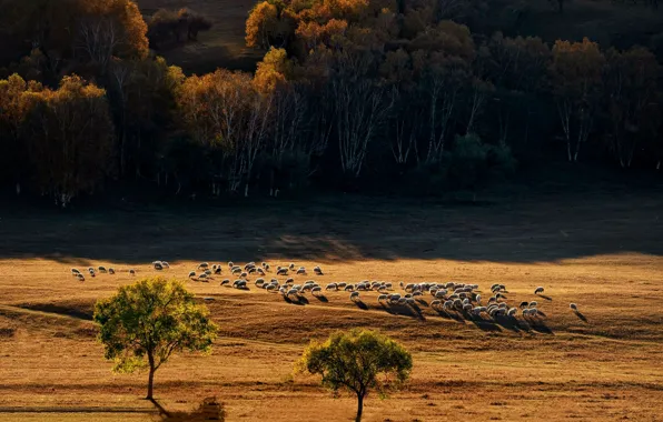 Field, autumn, forest, light, trees, sheep, pasture, the herd