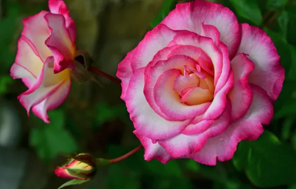 Picture leaves, flowers, nature, roses, Bud