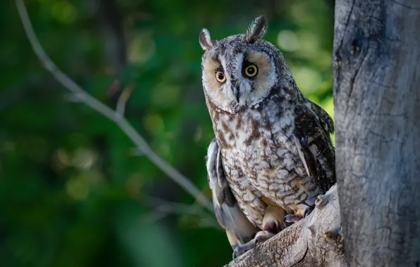 Forest, eyes, owl, bird