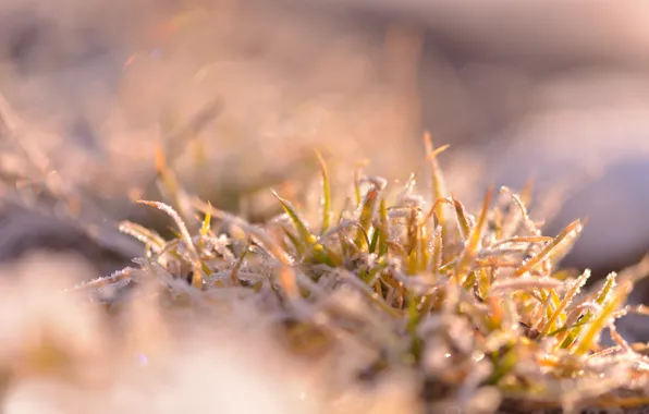 Frost, grass, freezing, Bush