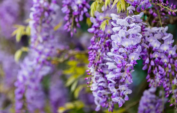 Flowers, branches, nature, background, color, beauty, spring, petals