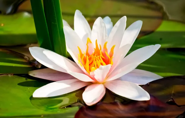 Flower, macro, Lotus, Lily, white, water Lily
