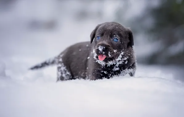 Picture winter, language, look, snow, portrait, dog, baby, the snow
