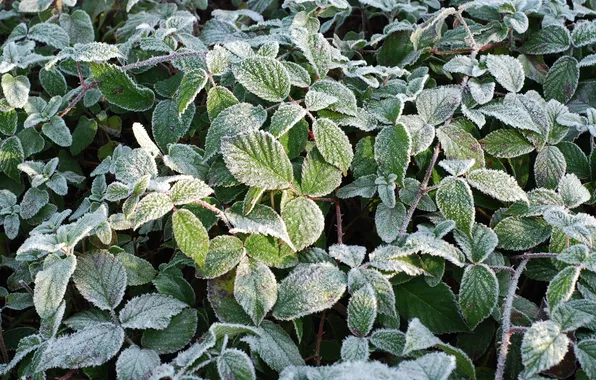 Picture plant, morning, freezing