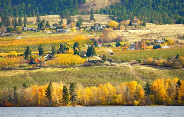 Picture grass, trees, river, home, slope, haze