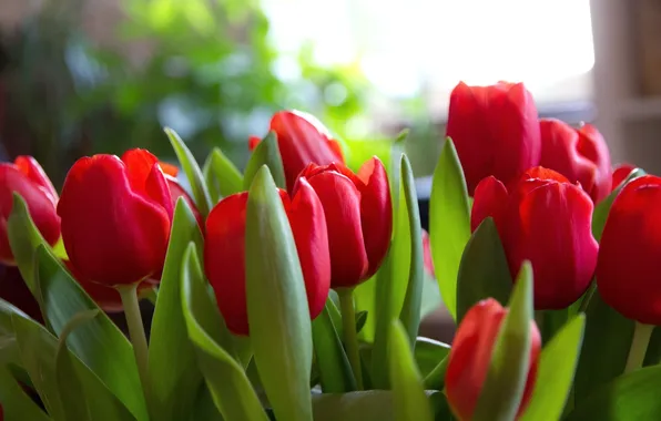 Picture flowers, red, tulips