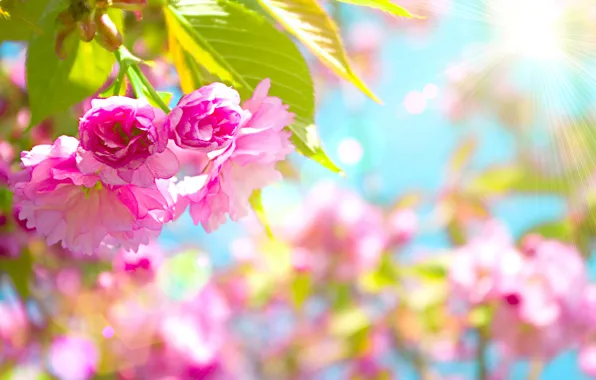 Flowers, cherry, pink, Beautiful, flowering, pink, blossom, flowers