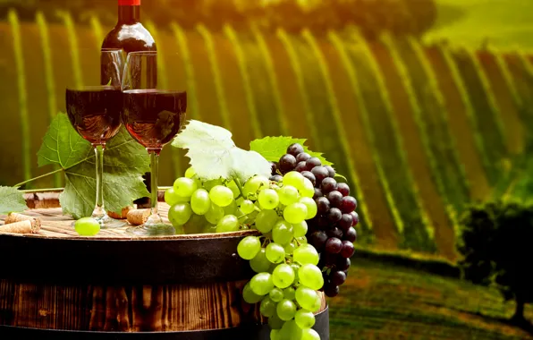 Picture leaves, landscape, wine, red, field, bottle, glasses, grapes