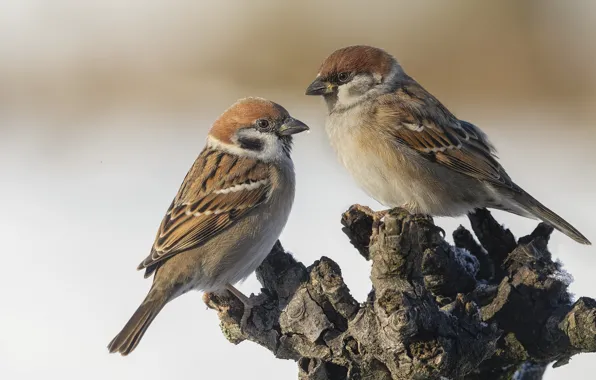 Birds, background, stump, sparrows