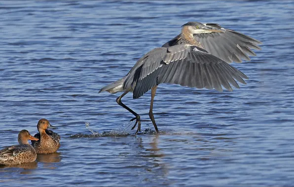 Birds, nature, birds, trio