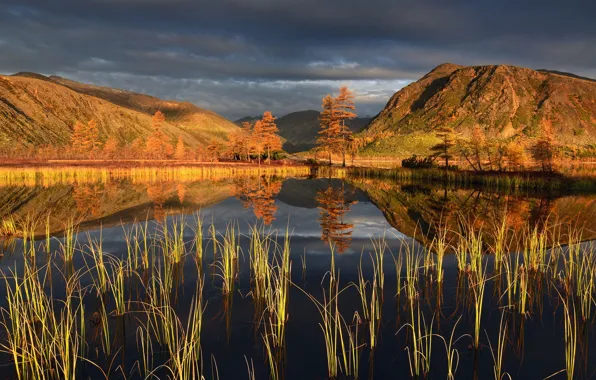 Trees, grass, lake, maxim evdokimov, bloody