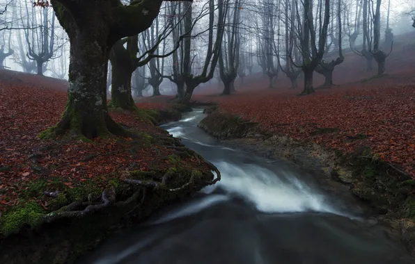 Picture forest, fog, river
