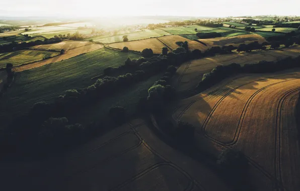 Field, summer, light, trees