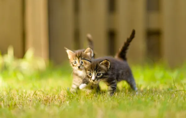 Summer, grass, nature, pose, the fence, blur, pair, small