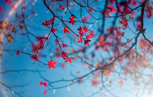 Picture autumn, the sky, leaves, macro, branches