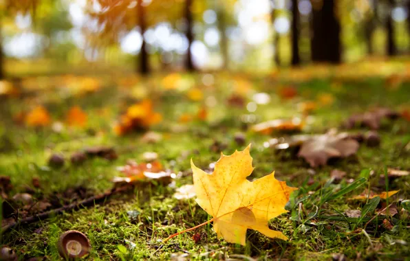 Autumn, leaves, light, yellow, Park, glade, bokeh, blurred background