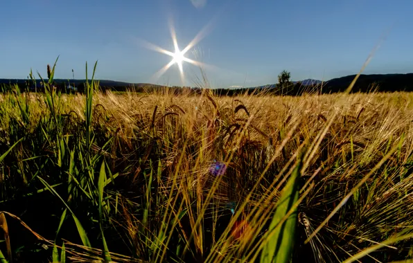 Picture field, the sky, the sun, grains