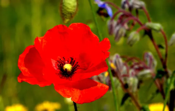 Picture Red, Spring, Mac, Red, Spring, Poppy