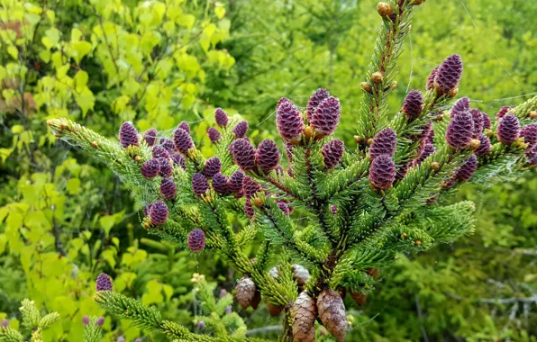 Greens, nature, bumps