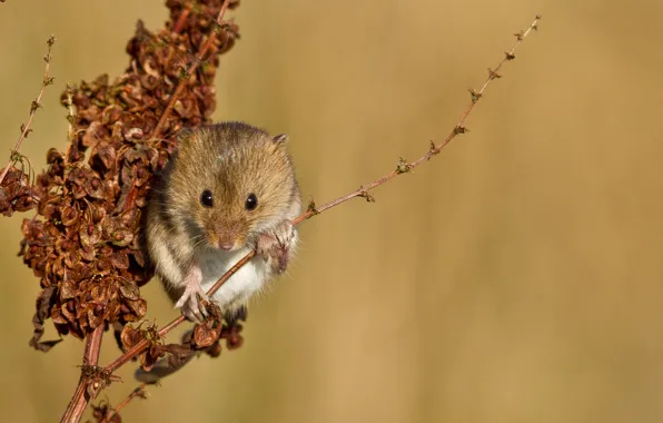Plant, branch, mouse, red, vole