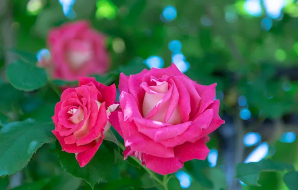 Macro, roses, petals, buds, bokeh