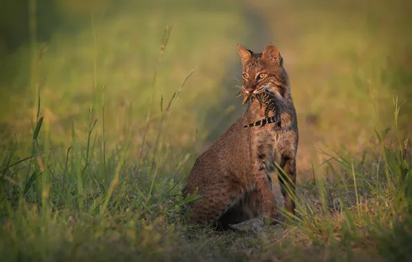 Field, lynx, mining