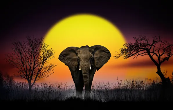 GRASS, The SKY, The SUN, SUNSET, TREES, ELEPHANT, EARS, DAWN