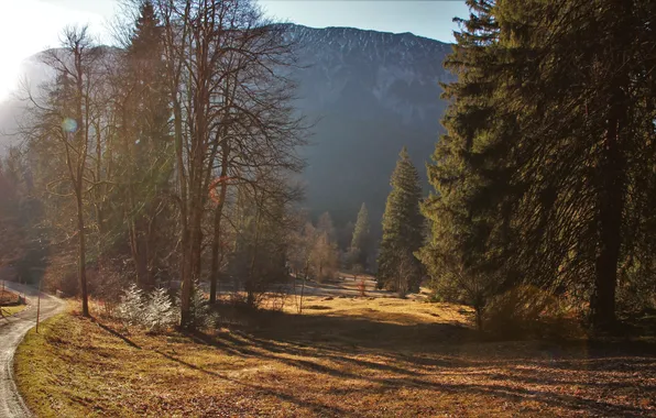 Trees, landscape, sunlight