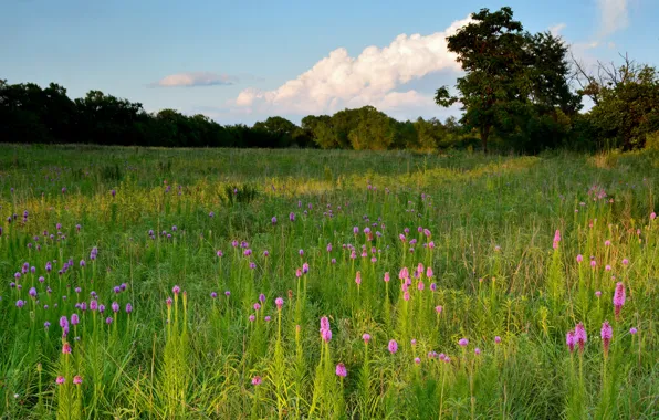 Greens, forest, summer, the sky, grass, clouds, light, trees