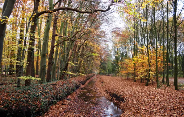 Picture Autumn, Forest, Puddle, Fall, Foliage, Autumn, Forest, Leaves