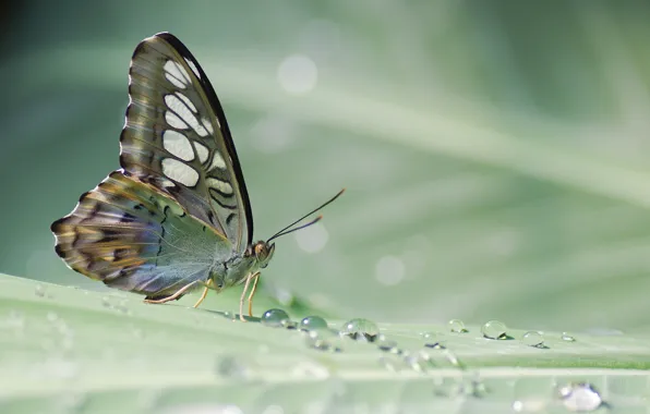 Picture leaves, drops, Rosa, butterfly, plant, tropical