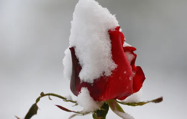 Flower, snow, rose, Bud, red