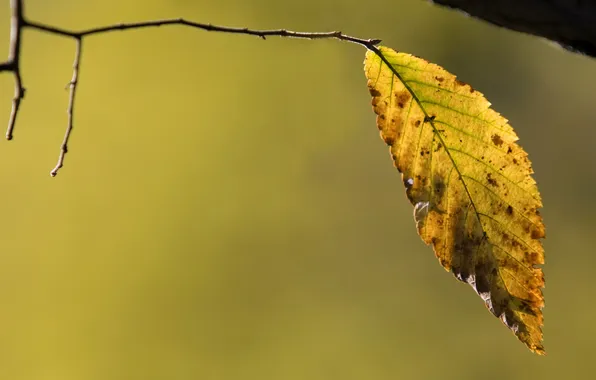 Leaves, macro, background