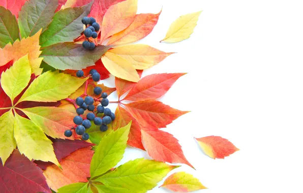 Picture autumn, leaves, berries