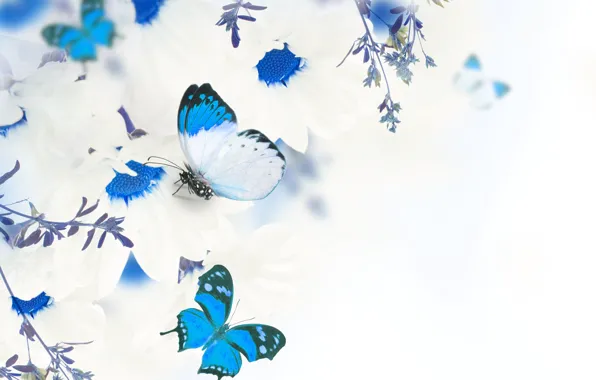 Butterfly, flowers, leaves, twigs, white chrysanthemums