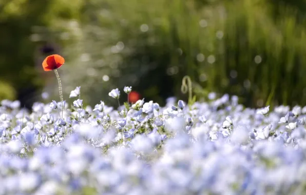 Flowers, nature, background, Maki