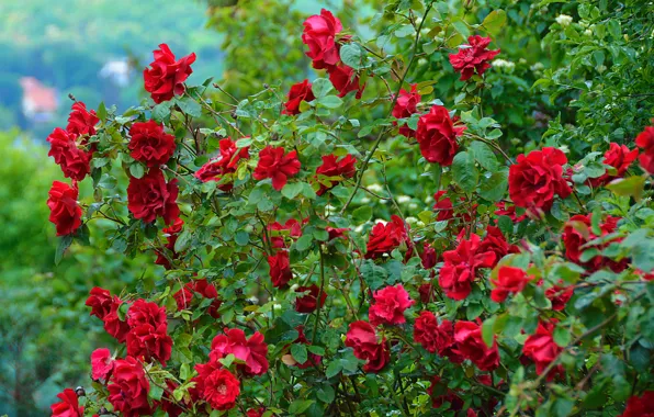 Picture flowers, red, nature, roses, red, rose, the bushes, nature