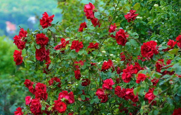 Flowers, nature, roses, red, red, rose, the bushes, nature