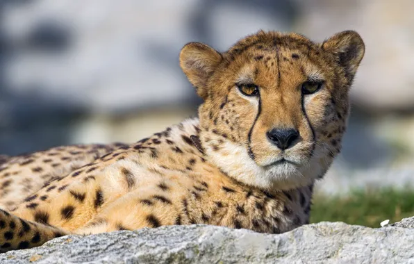 Look, face, stay, predator, Cheetah