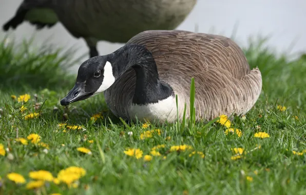 Spring, goose, the wild geese