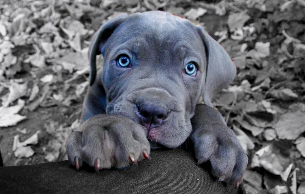 Look, face, dog, paws, puppy, blue eyes, Cane Corso