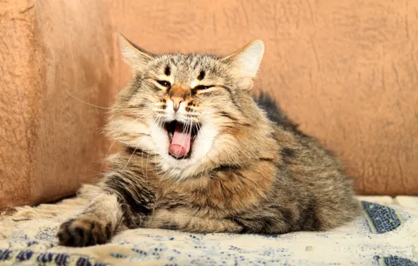 Cat, fluffy, lies, yawns