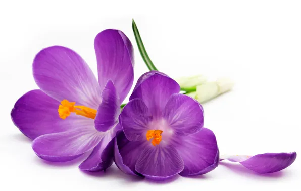 Picture petal, purple, crocuses, white background