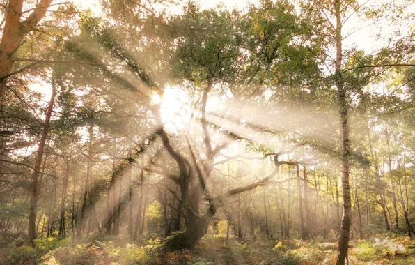 FOREST, TRUNK, The SUN, GREENS, LEAVES, LIGHT, TREES, RAYS