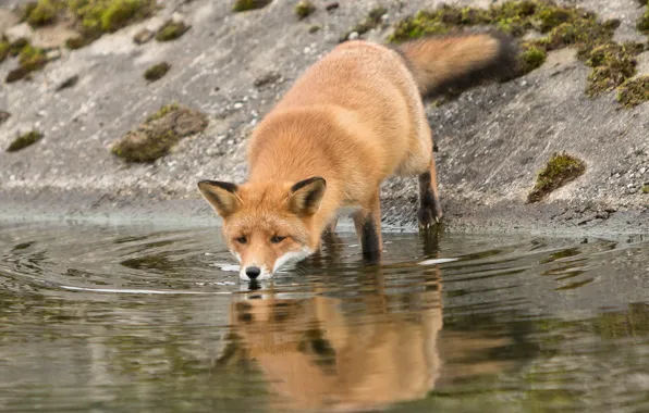 Nature, river, Fox