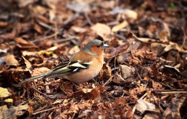 Picture leaves, birds, bokeh, Chaffinch