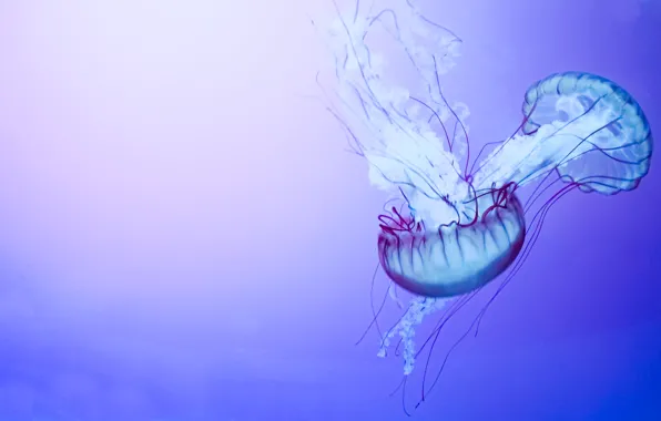 Jellyfish, tentacles, deep