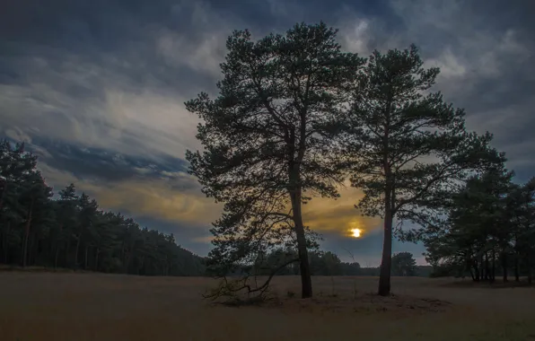 Picture autumn, the sky, grass, clouds, trees, sunset